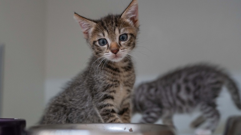 Eine Spülmaschine für das Tierheim Hodenhagen