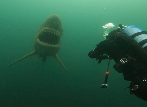Tauchen & Schwimmen kann leben Retten