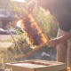 Ein Jahr lange Bienen in Ihrem Garten