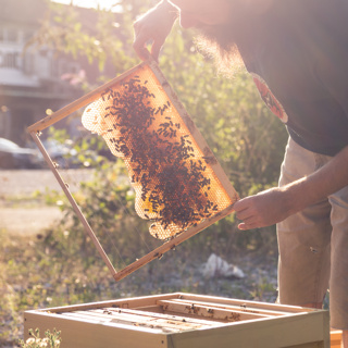 Ein Jahr lange Bienen in Ihrem Garten