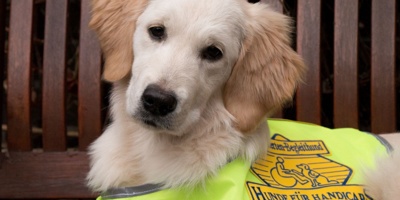 &amp;quot;Helfer for Future&amp;quot; - neue Welpen bei Hunde für Handicaps e.V.