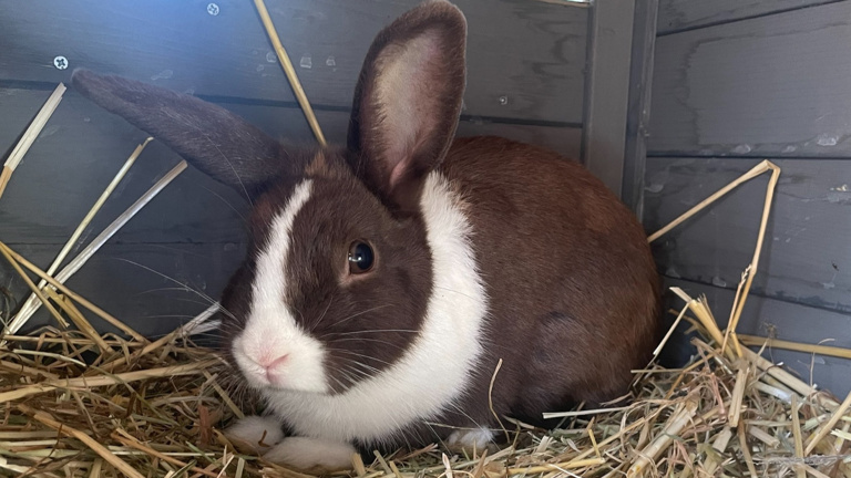 Ein Herz für Kaninchen, eine Zukunft für Kinder