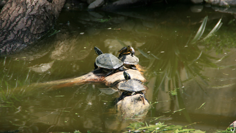 Zaun für gestrandete Schildkröten