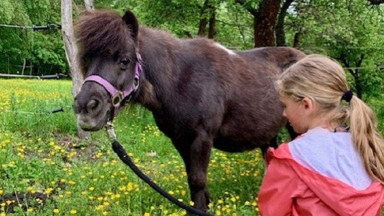 neues Therapiepferd für die Kinder-und Jugendhilfe